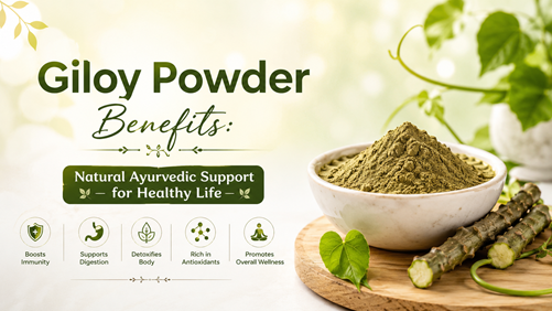Giloy Powder Benefits: Natural Ayurvedic Support for Healthy Life